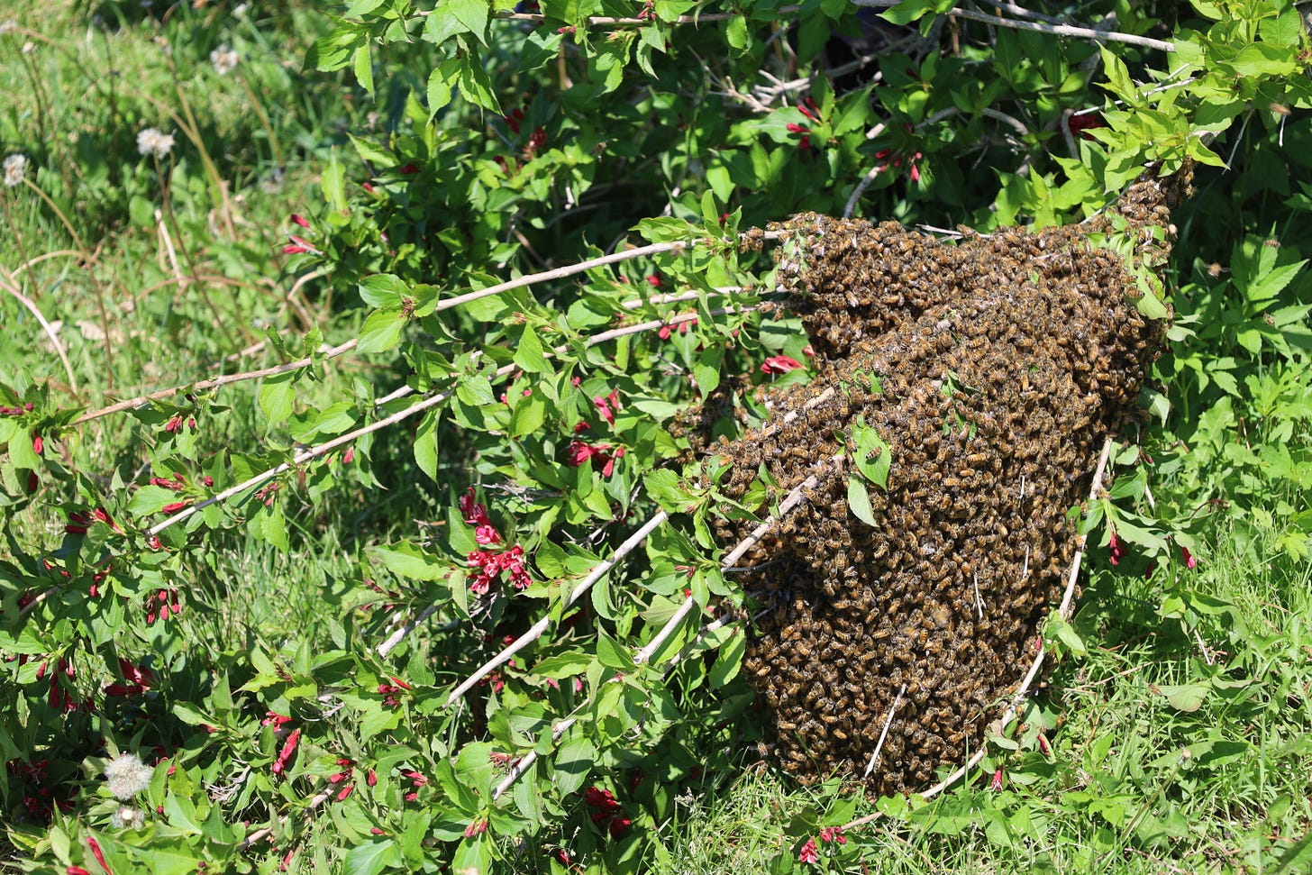 Bee swarm on Weigala bush Bee swarm on Weigala bush