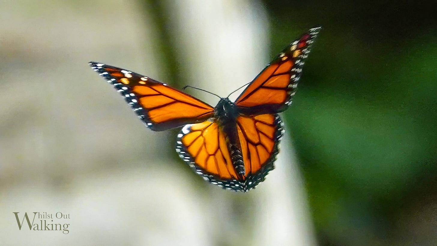 Monarch
