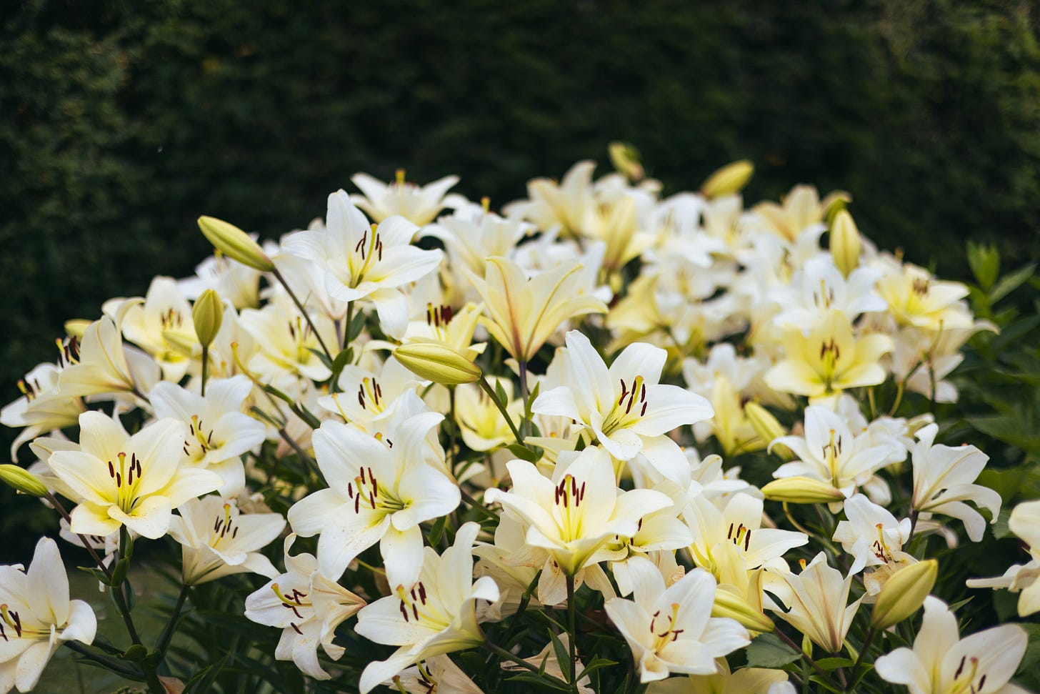 White lilies on dark green backgound by Annie Spratt (Unsplash+)