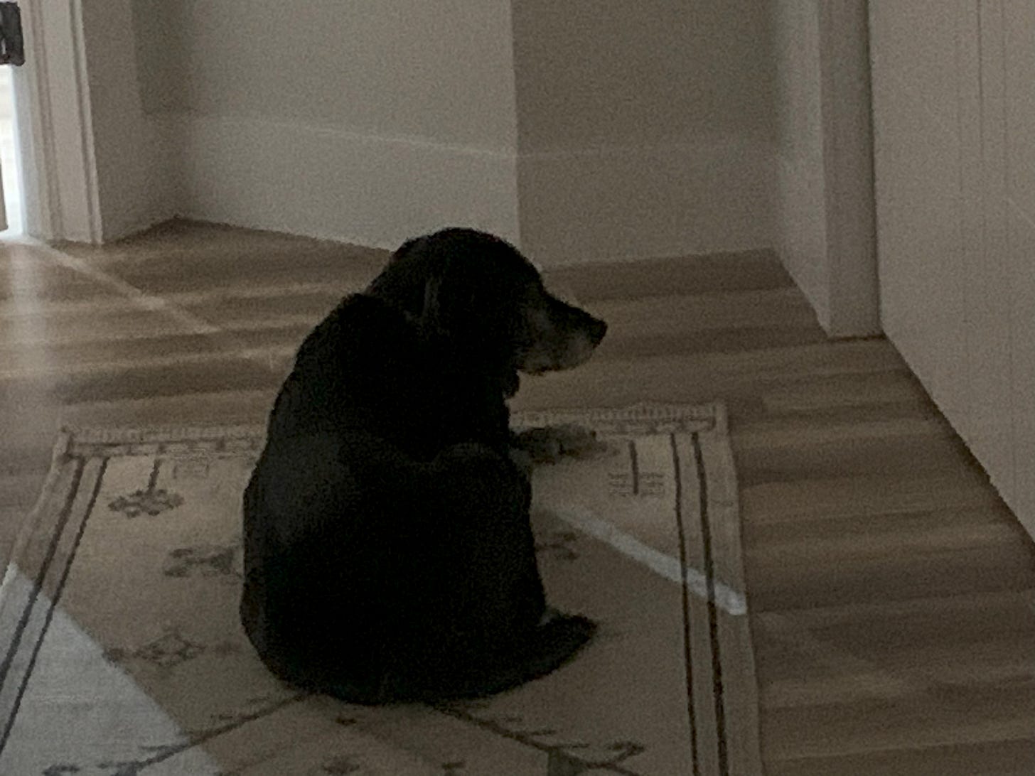 Black dog lying on rug in darkened hallway