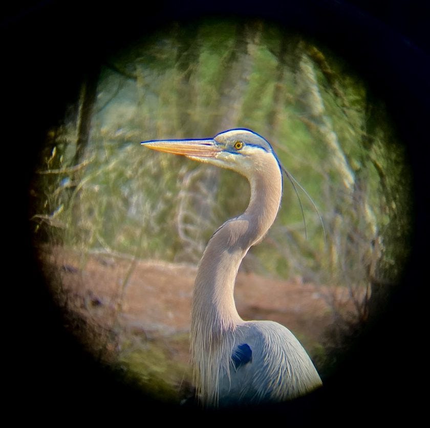 Prairie dog bounding