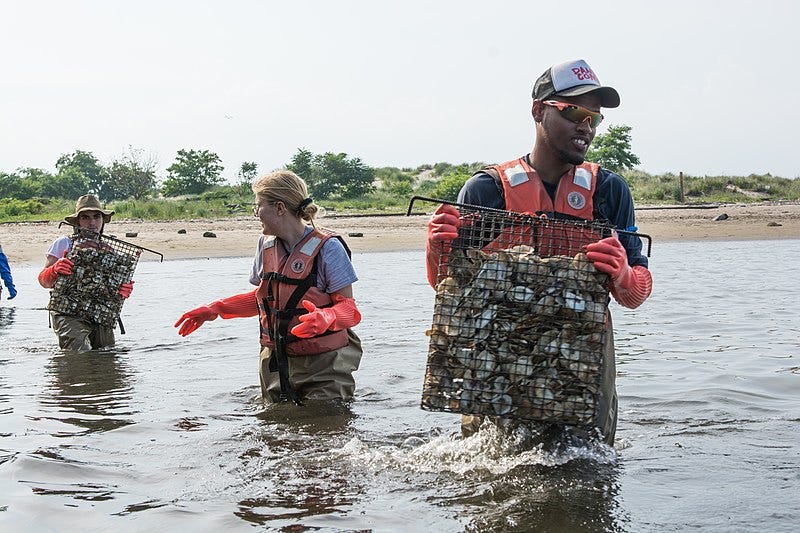 File:Agata Poniatowski Billion Oyster Project.jpg File:Agata Poniatowski Billion Oyster Project.jpg