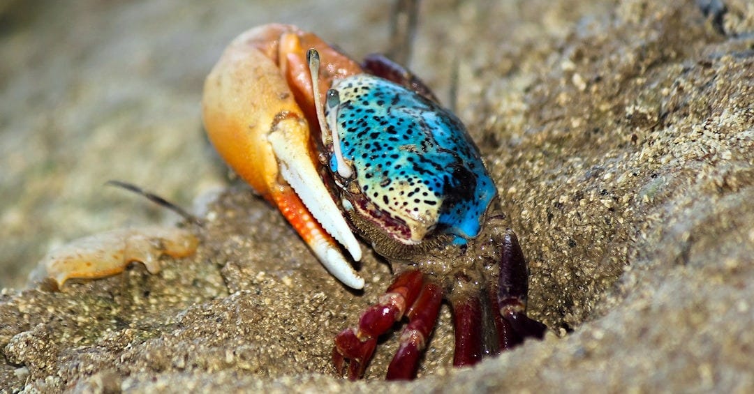 a close up of a colorful spider on a rock