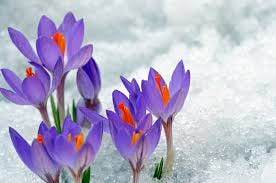 crocuses crocuses
