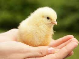 Raising Chickens: Baby Chicks in 3 Easy Steps