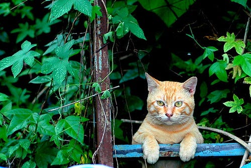 CAT CAT
