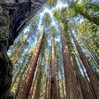 Walking Among Giant Redwoods ...