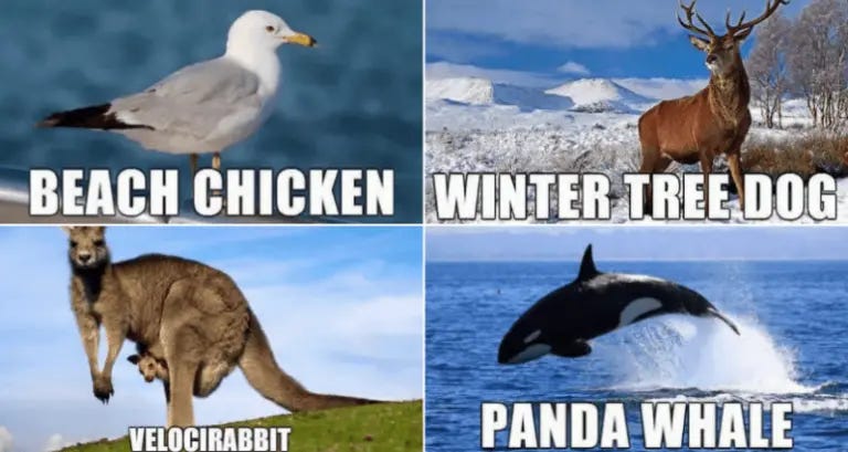 40 Funny Animal Names That Sound So Much Better