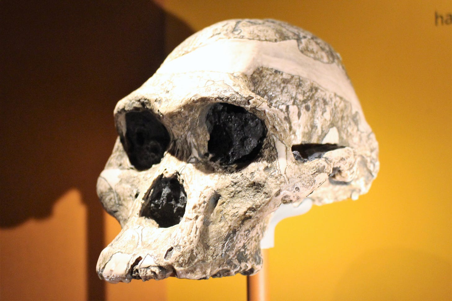 Mrs Ples, an Australopithecus africanus museum display. This later hominin illustrates the diversity of the early human record; it is not the Toumaï specimen. Mrs Ples, an Australopithecus africanus museum display. This later hominin illustrates the diversity of the early human record; it is not the Toumaï specimen.