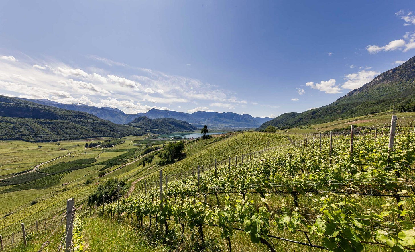 Wine hills of South Tyrol with a view of Lake Kaltern. Wine hills of South Tyrol with a view of Lake Kaltern.