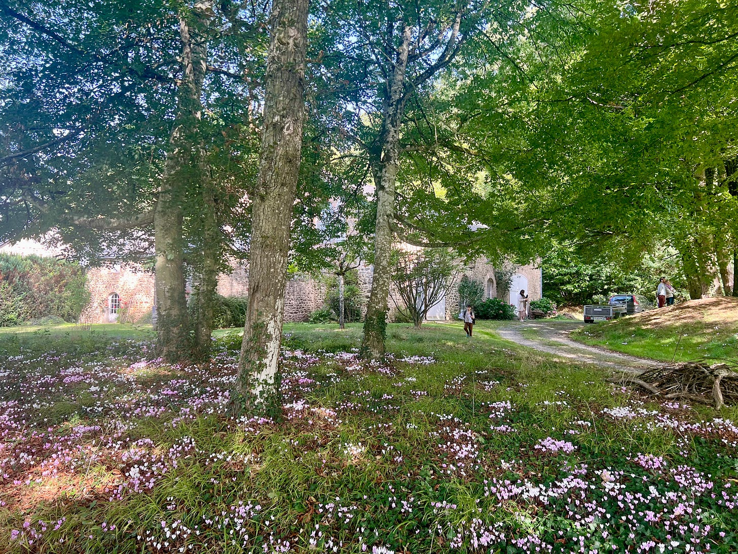 Pink and white cyclamen blooming in drifts across the grass beneath tall trees, with an old stone building with arched white doors behind them, a few people walking near a gravel drive, and a parked truck.