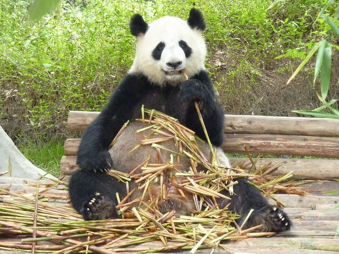 Giant Panda eating bamboo