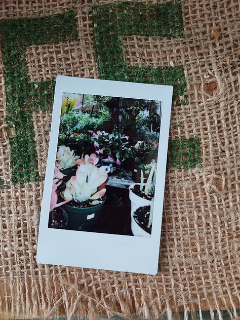 Instant photographs of coffee mugs.