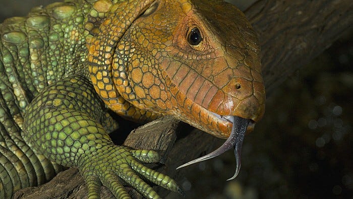 lizard