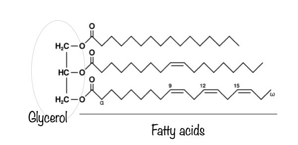 Triglyceride (triacylglycerol)
