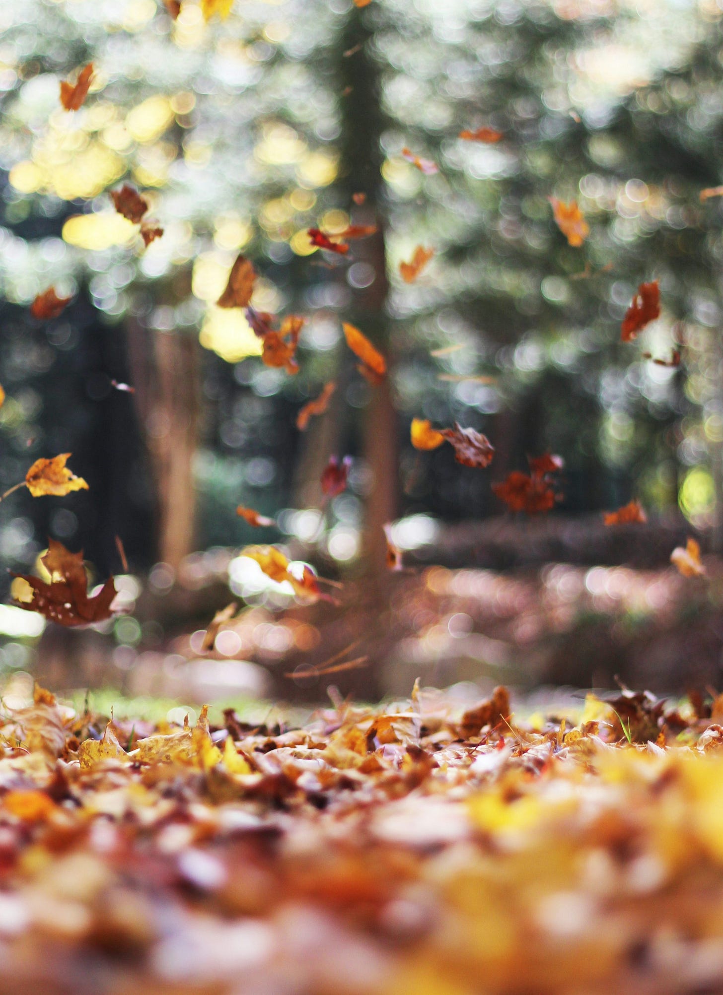 selective focus photography of orange and brown falling maple leaves