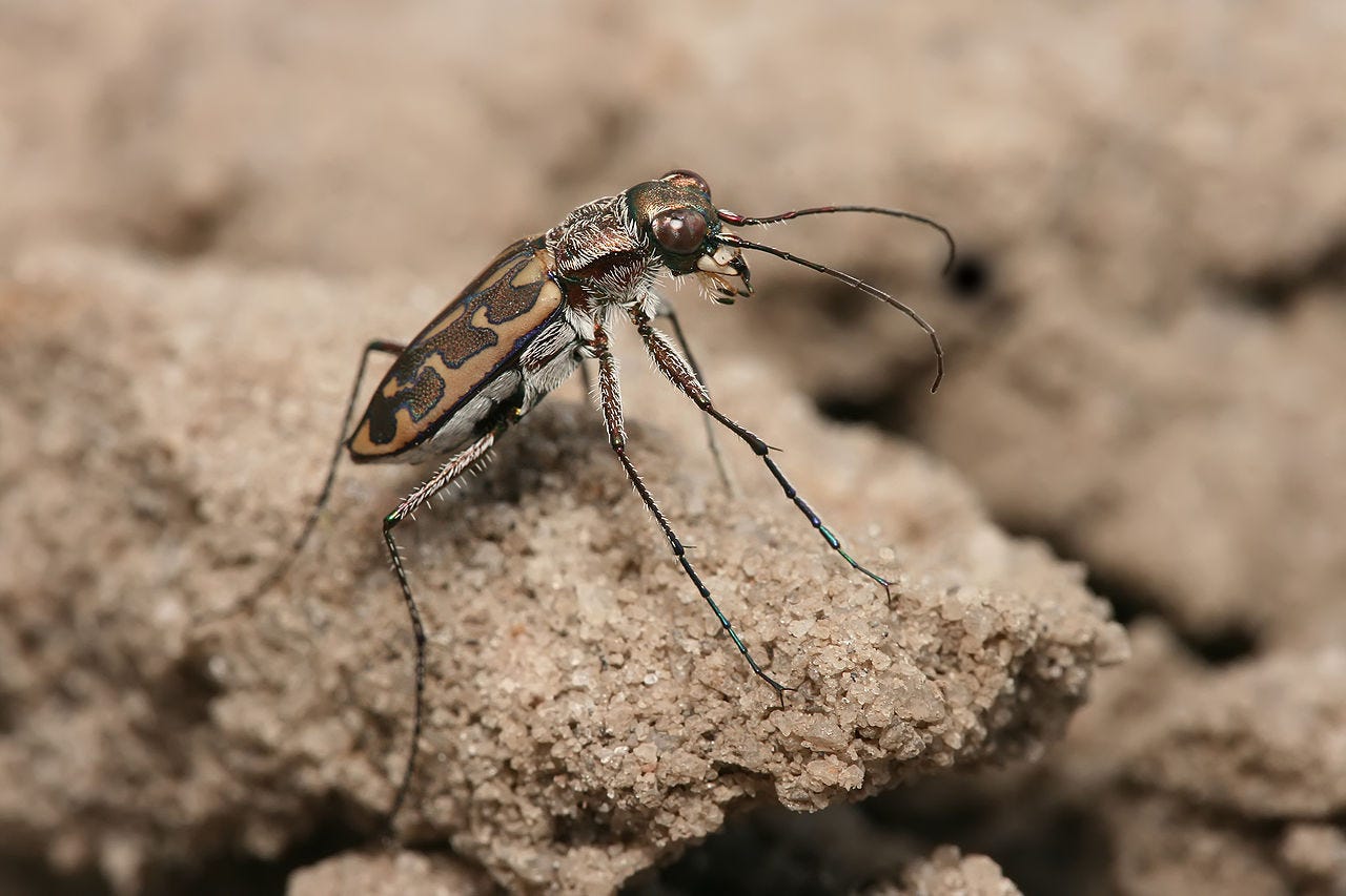 ground beetle ground beetle