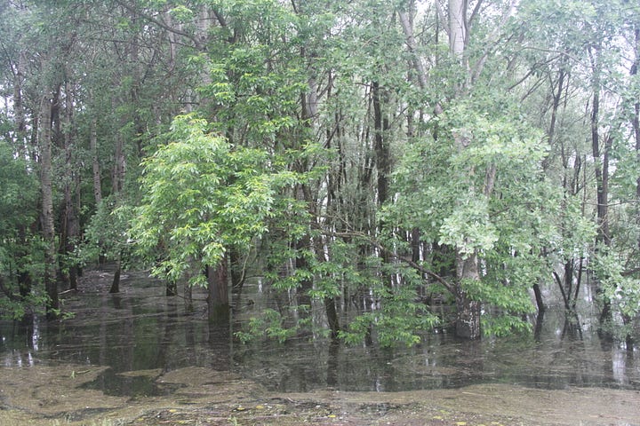 Pictures of flooded fields