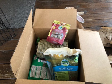 Rabbit with box of treats