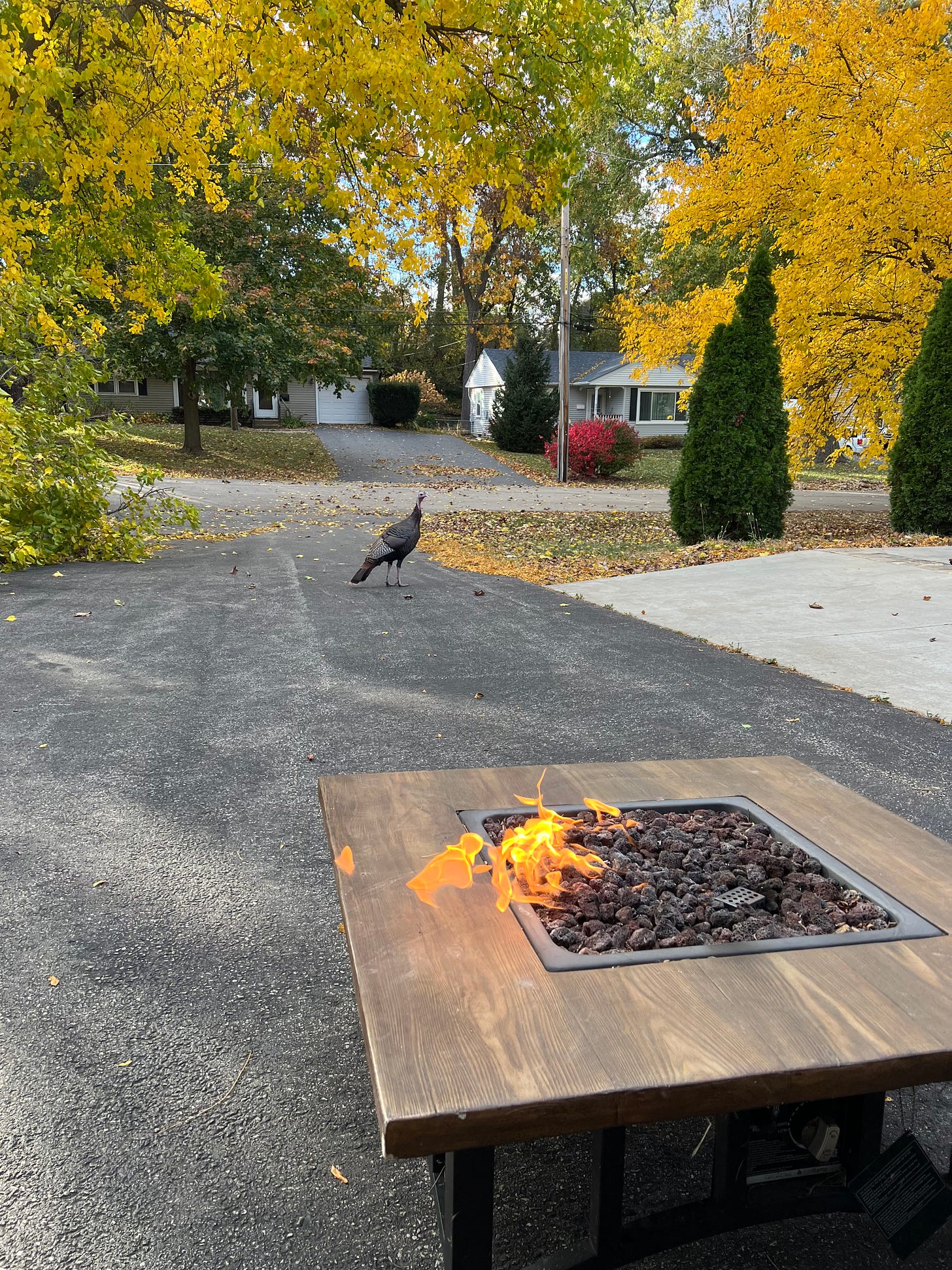 An autumnal scene with yellow leaves framing a driveway with a wild turkey standing in the middle of it, and a fire table in the foreground
