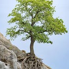 How to Walk With Environmental Grief Without Losing Hope