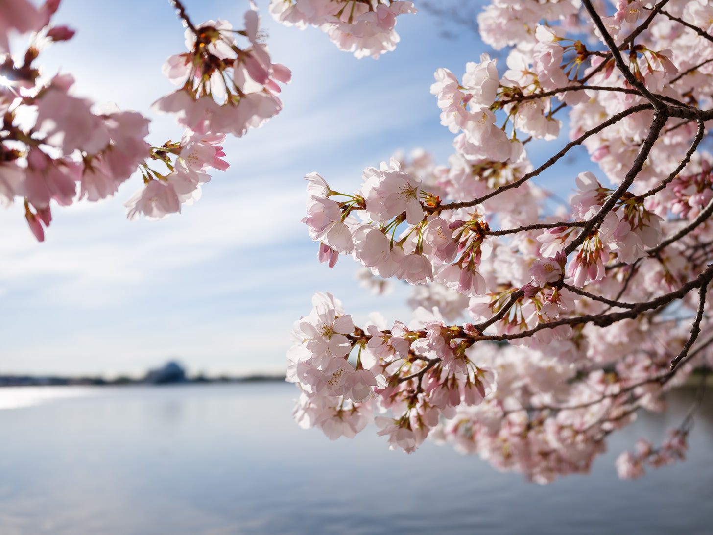 Cherry Blossom Watch 2026 | David Coleman | Substack