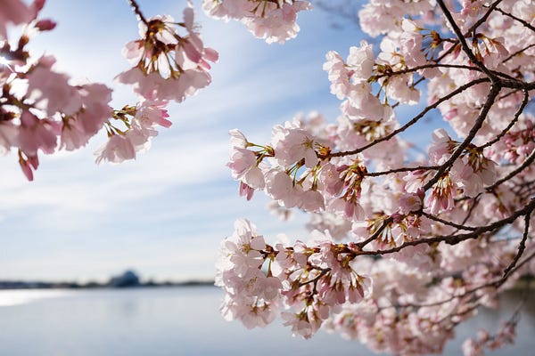 Cherry Blossom Watch 2026 | David Coleman | Substack