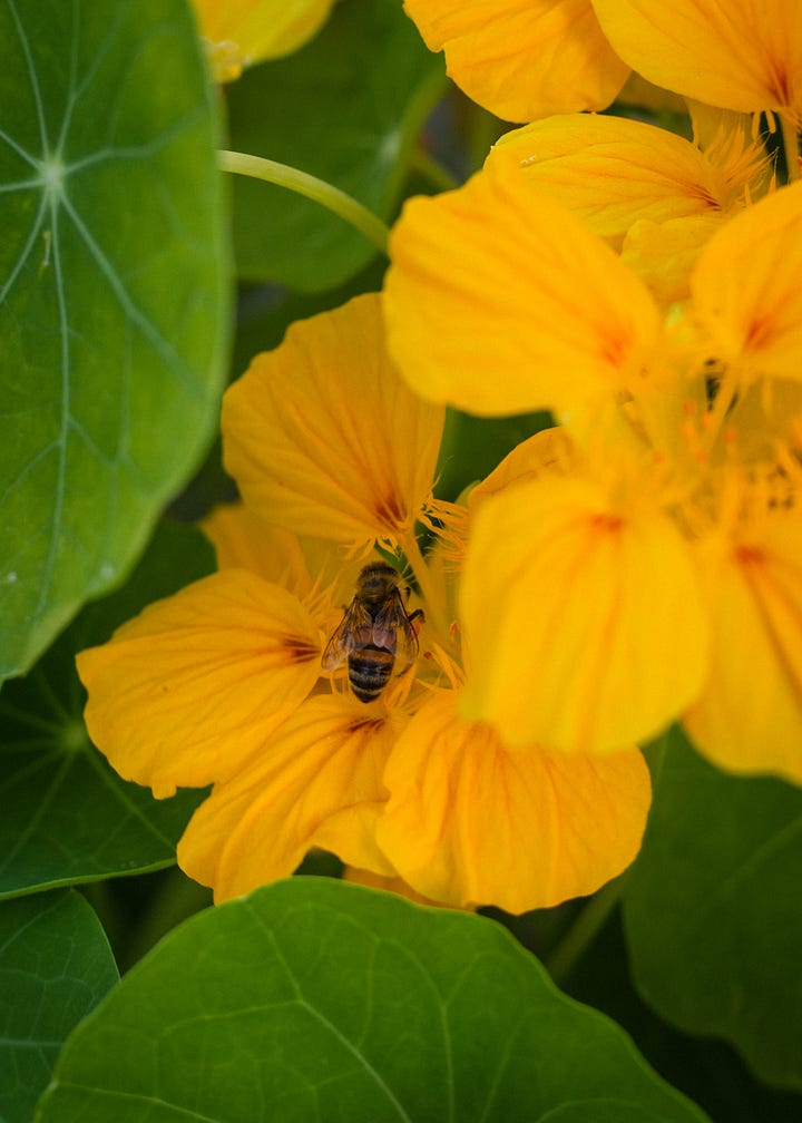 Australian native garden wildlife