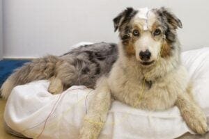 It’s no surprise that dogs can learn to understand and respond to human words. Your dog can learn to sit when you say “sit” and come when called. But a new study has made the surprising discovery by recording brain activity that dogs generally also know that certain words “stand for” certain objects. When they hear those words, they activate a matching mental representation in their minds. The findings are reported in Current Biology on March 22, 2024.