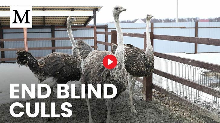 end blind culls end blind culls
