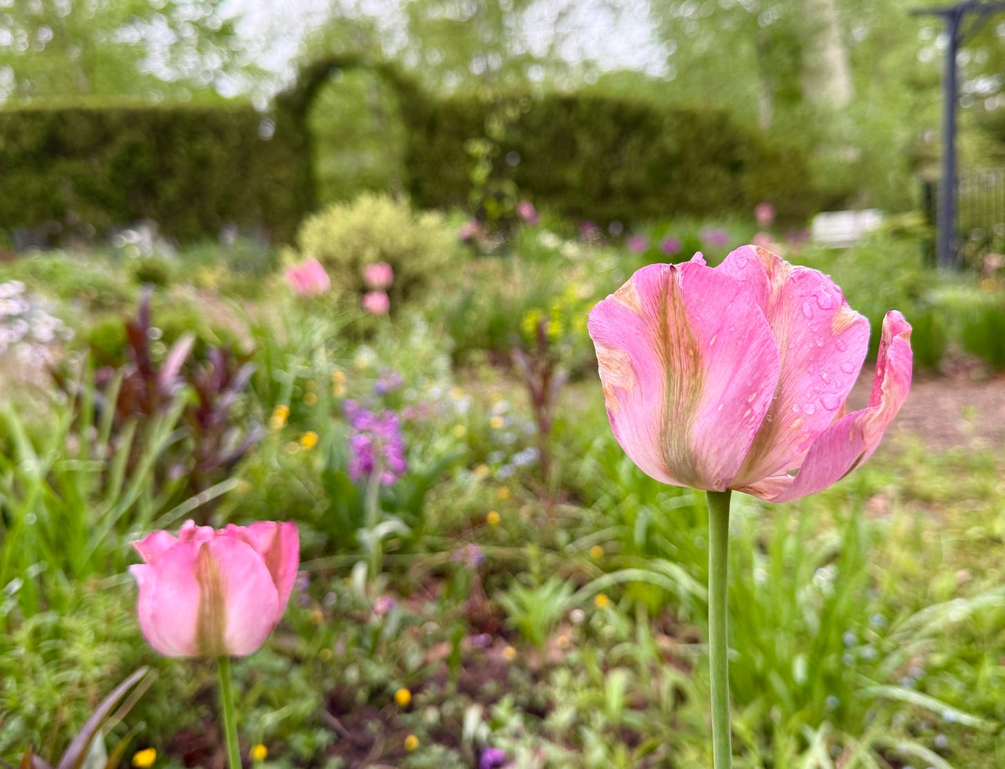 Tulip ‘Greenland’ in the Cottage Garden with chocolate-leaved Penstemon and charteruse Euphorbias dotted around. Tulip ‘Greenland’ in the Cottage Garden with chocolate-leaved Penstemon and charteruse Euphorbias dotted around.