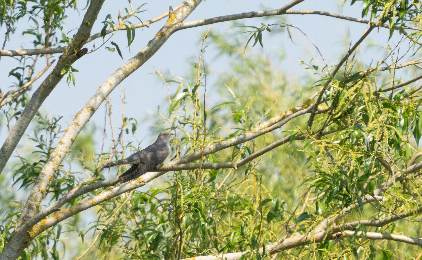 A grey pigeon-sized bird perched in a willow tree A grey pigeon-sized bird perched in a willow tree