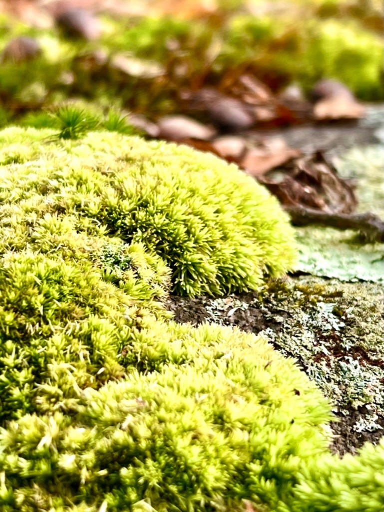 Close-up of vibrant green moss growing on a rock surface in Lincoln Woods State Park, Rhode Island, with soft textures and earthy details in the background — a quiet, intimate view of forest floor life and natural stillness.