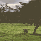 Mullah Said There'd Be Days Like This. Tabs: Mon. March 23, 2026