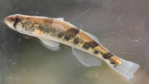 percina_tanasi_snail_darter