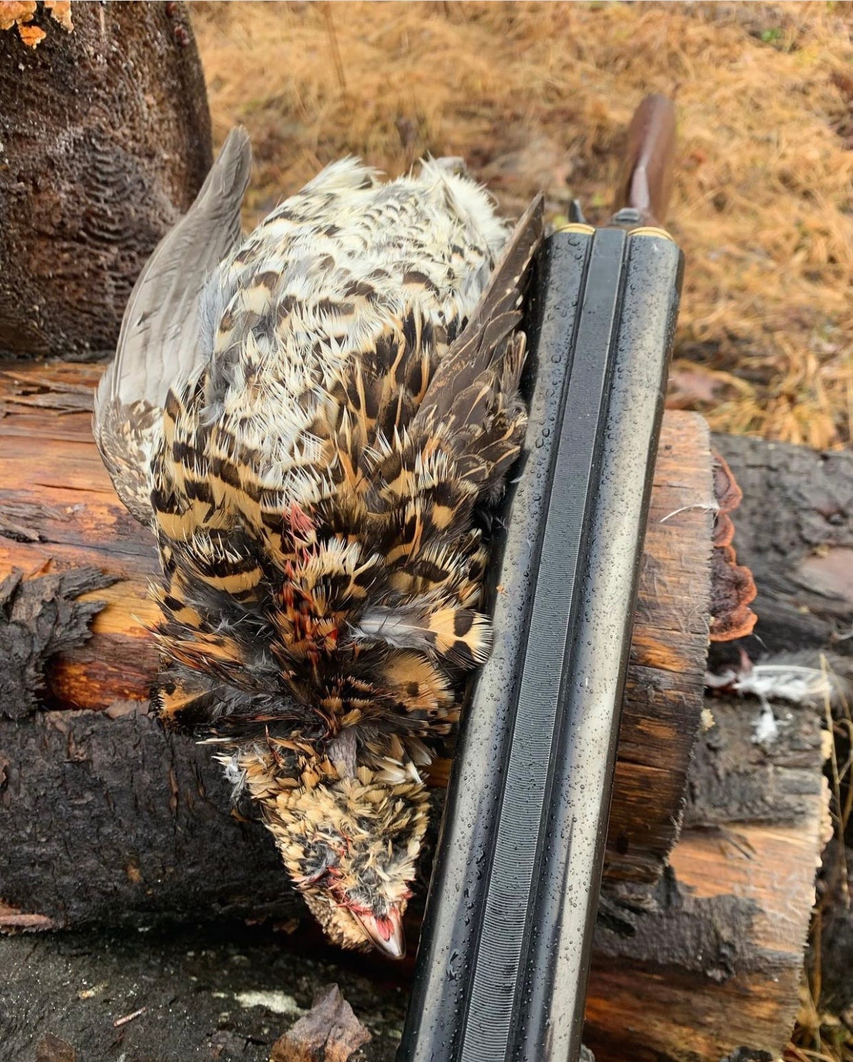 A ruffed grouse harvested by a hunter rests on a fallen log with a side by side shotgun