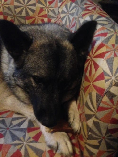 Thora, the Writer Elkhound, gnaws on the bone of a good story.