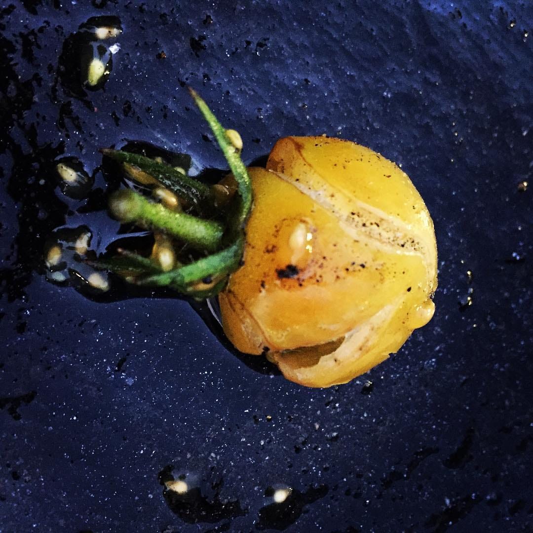 A photograph of a squished, yellow cherry tomato on wet asphalt. A photograph of a squished, yellow cherry tomato on wet asphalt.