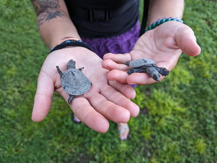 Softshell turtle swimming and two softshell turtle babies
