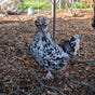 chicken tender's avatar