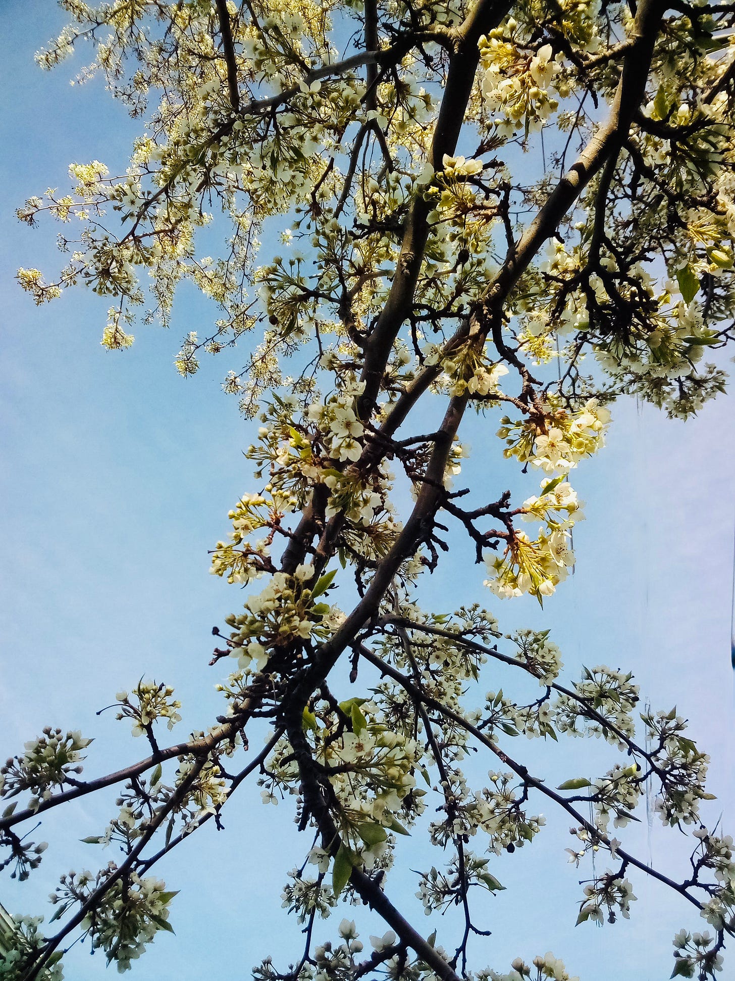White tree blossoms against blue sky White tree blossoms against blue sky