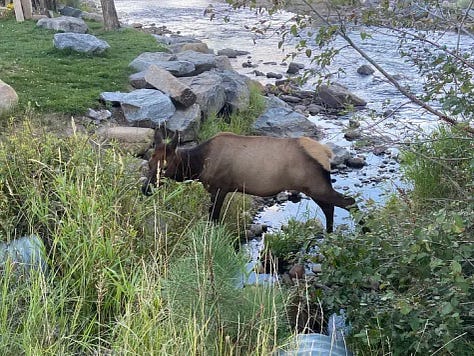 Elk are everywhere!