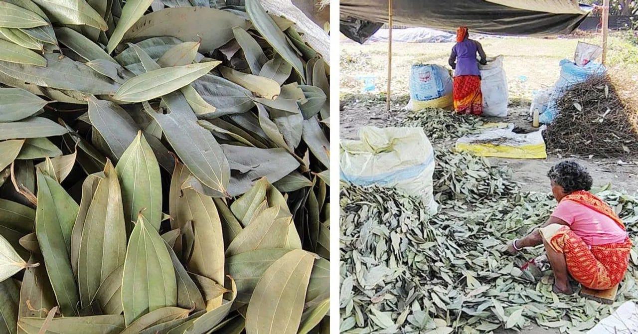 Bay Leaf Farming in West Bengal Drives Rs 400 Crore in Revenue, Helping Women Farmers Prosper