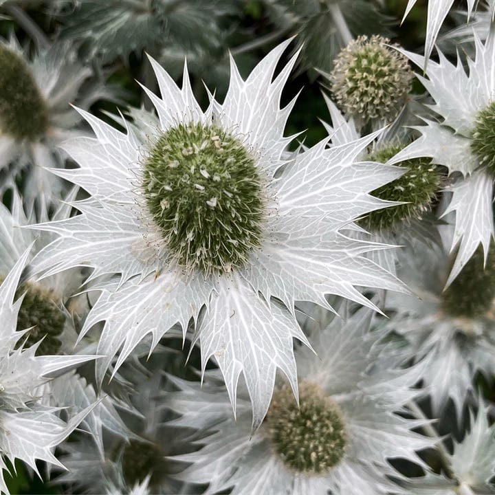 eryngium eryngium