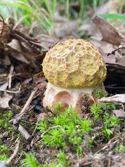 Mushrooms galore in the Woodland garden today.
