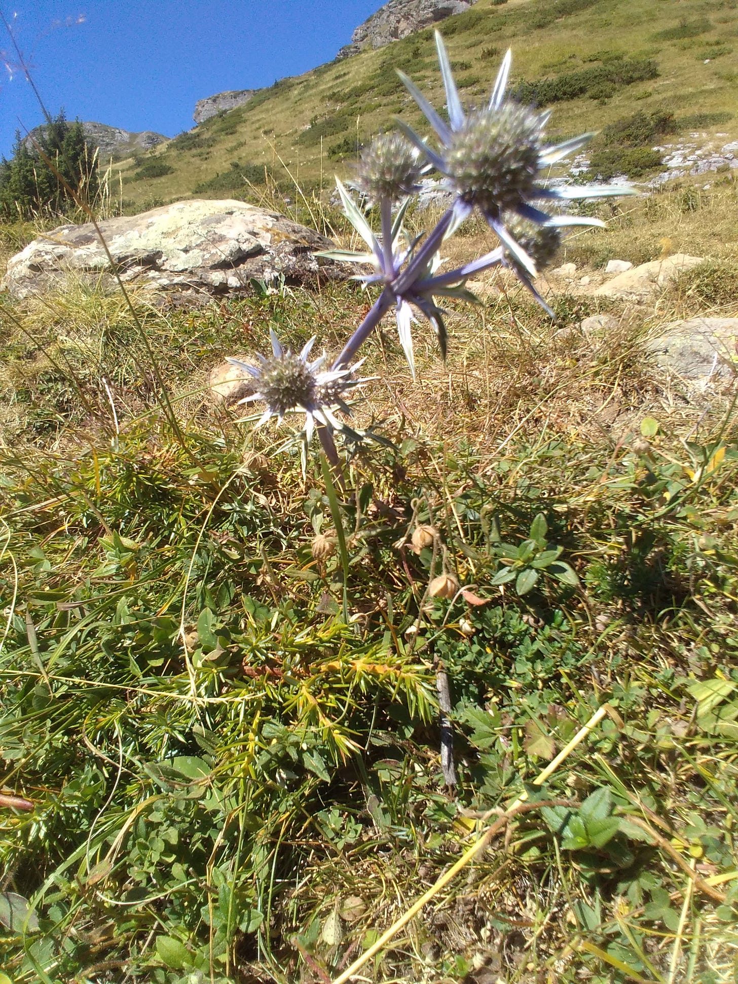 A purple thistly looking flower growing on a mountain