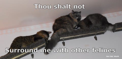 Chase Aria Kali Shelves (lol) Chase Aria Kali Shelves (lol)