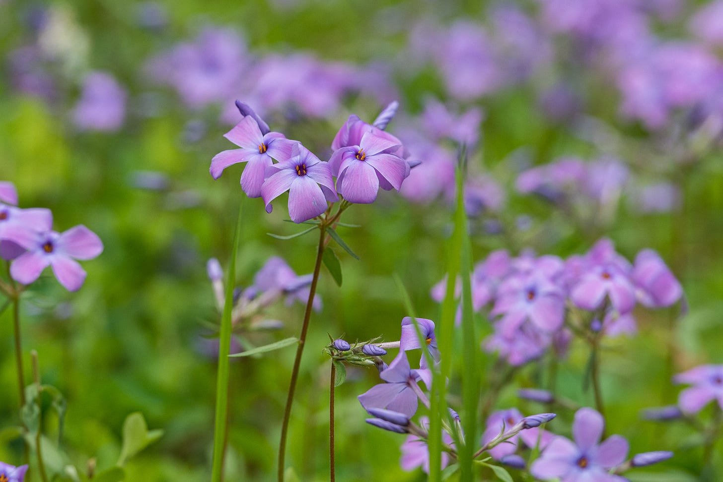 Close up of a field with purple wildflowers.
