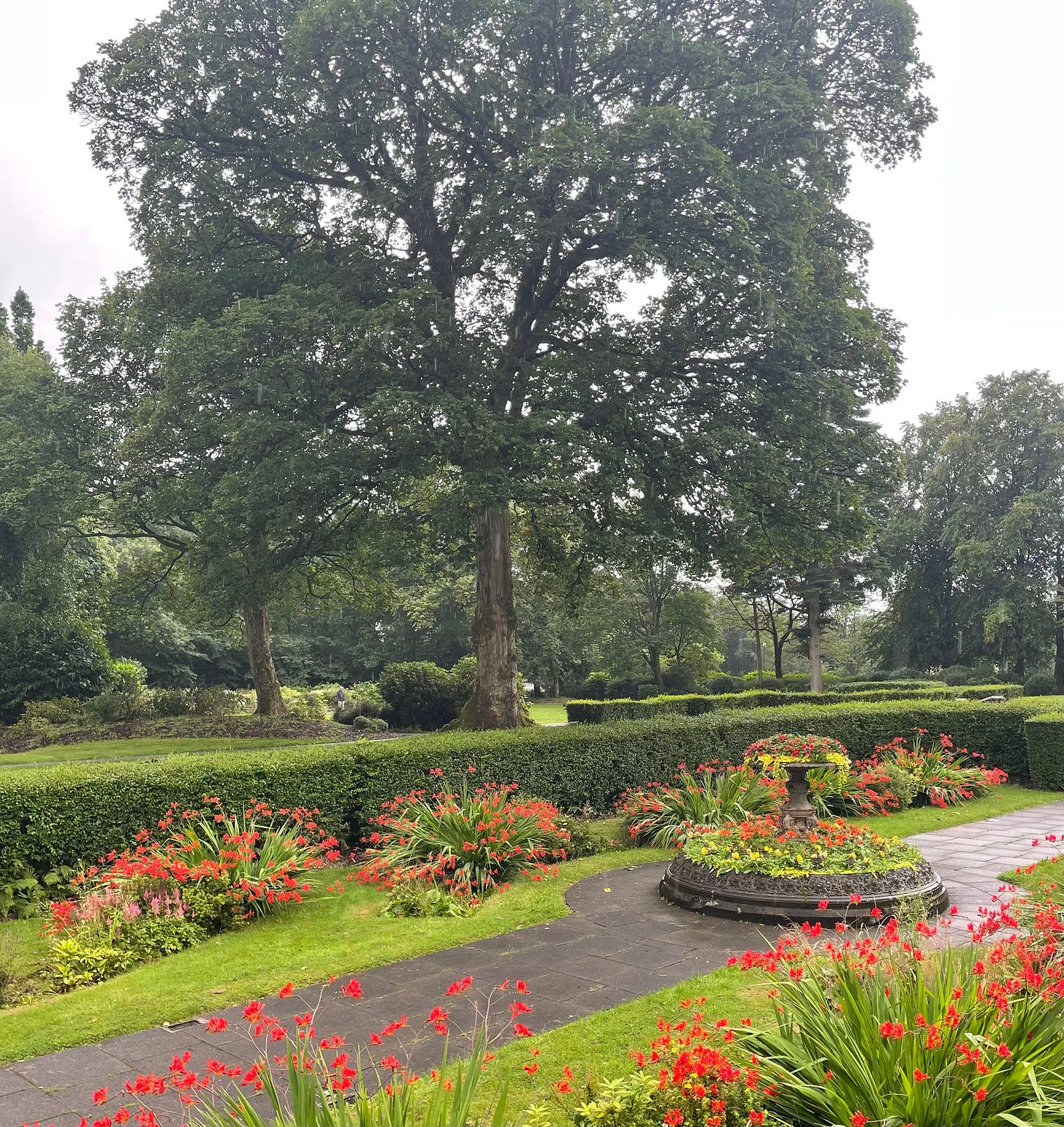 A sunken garden full of red flowers, with a large tree in the background, all of which are in a park in Rochdale. It's raining again.