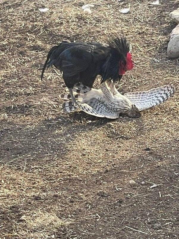 A rooster pins a perigrine falcon to the ground.